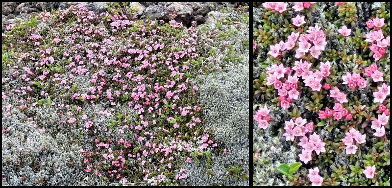 C (263) Trailing Azalea (Loiseleuria procumbens).JPG